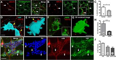 Endogenous Glutamate Excites Myenteric Calbindin Neurons by Activating Group I Metabotropic Glutamate Receptors in the Mouse Colon